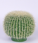 Barrelcactus (schoonmoederkussen) ø31cm (laatste)